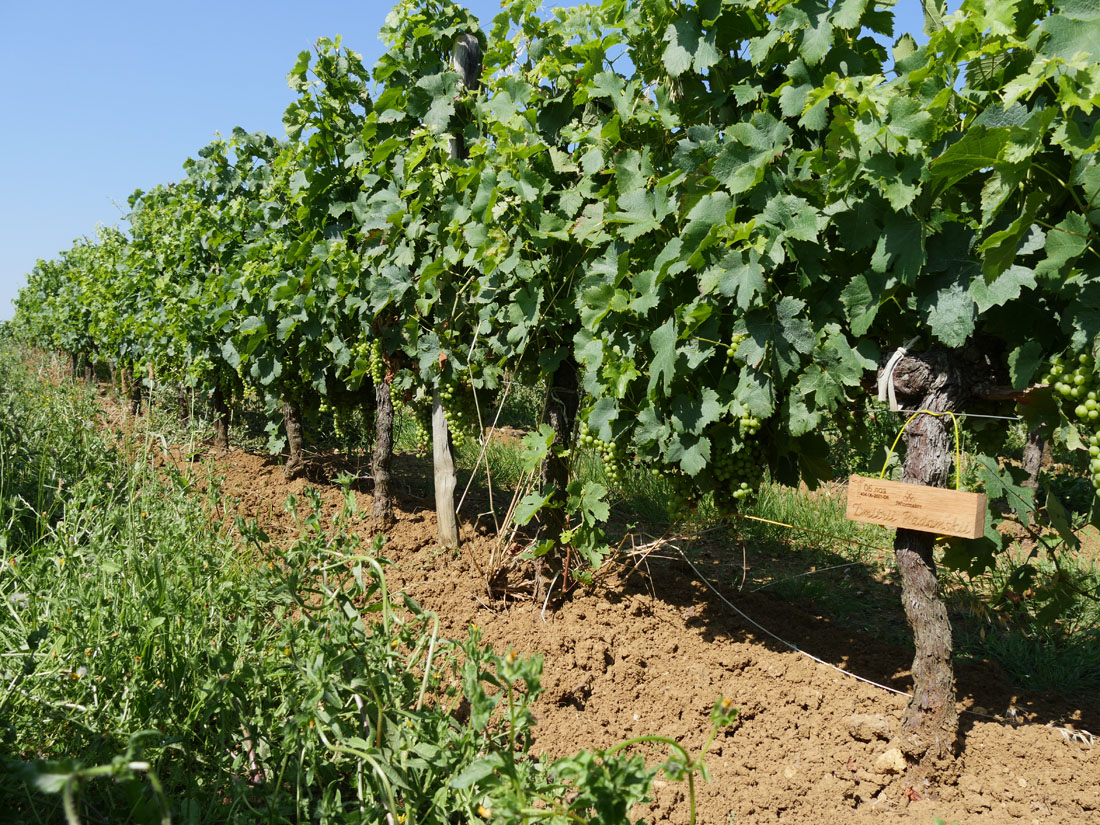 Виноградник на урожай